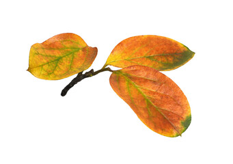 Wall Mural - small autumn twig with colorful leaves isolated on white or transparent background