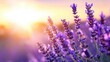 © Mandeep - Lavender field at sunset
