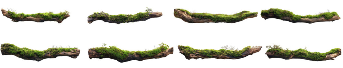 Wall Mural - mossy branches set, isolated on transparent background