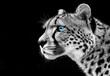 © Poj - Majestic cheetah with striking blue eyes on dark background