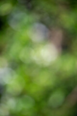 Wall Mural - a blurry green background with a few leaves and a tree