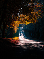 Wall Mural - beautiful morning light on autumn foliage.