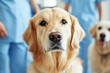 © pavlofox - Veterinarian conducts thorough examination of dog in busy pet clinic environment