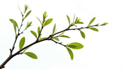 Wall Mural - Delicate branch with fine twigs isolated on white background, foliage, stems, tree