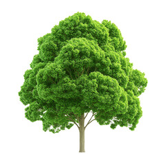 nature conservation concept. lush green tree on a black background. isolated on white background
