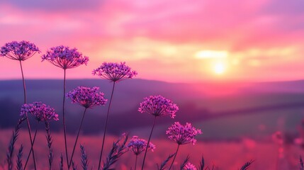 Wall Mural - sunset wildflowers meadow landscape, idyllic rural scene, peaceful nature background