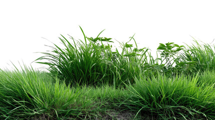 lush green grass patch: a vibrant patch of green grass, isolated against a white background, is a be