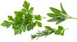 © Md nur - A close up shot of fresh herbs including parsley sage and rosemary on a black background space around