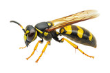 Vibrant yellow jacket wasp natural habitat insect isolated on transparent background