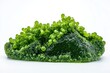 © VolumeThings - Wolffia globosa also known as water meal or green caviar is a type of freshwater algae found in swamps