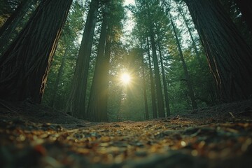Wall Mural - sunlight streams through towering redwood trees in a lush, tranquil forest.