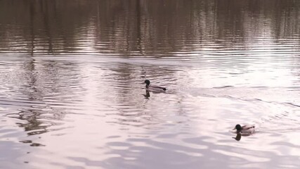 Poster - Ducks Swimming Gracefully on a Calm River During Early Morning Hours