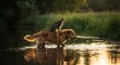 © Fahri - Unlikely Allies: Dog Carrying Cat Through Water at Sunset near Lush Bank