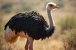 © Pooja - portrait of an ostrich, standing majestically in its natural habitat.