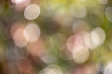 Wall Mural - the image is a blurry, abstract representation of a tree with many small circles