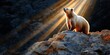 © Daeng - Bear stands atop a rock in a wild mountainous area as sunlight shines down; can be used as wallpaper