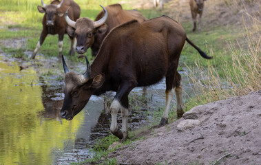 indian gaur (bos gaurus) or indian bison walking in the indian jungle.