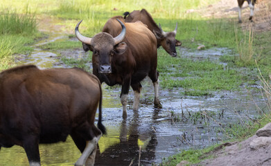 indian gaur (bos gaurus) or indian bison walking in the indian jungle.