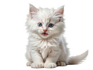  Cute fluffy white kitten with blue eyes looking directly at camera