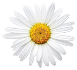 Wall Mural - png beautiful daisy flower petals white photography.