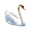 © Naeem - A graceful white swan with an orange beak swimming gracefully on a dark background in a serene setting