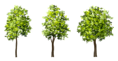 Wall Mural - vector watercolor green tree or forest side view isolated on white background for landscape and arch
