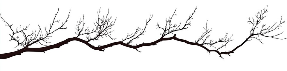 long, bare tree branch with many small twigs extending outwards, creating a horizontal design elemen