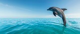 A single dolphin leaping gracefully out of calm turquoise ocean water against a clear blue heaven