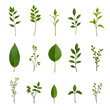 © gmstockstudio - set of various leaves