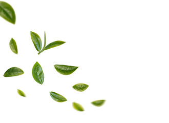 Wall Mural - green tea leaves flying in the air isolated on background.