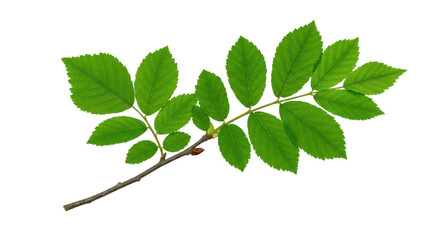 Verdant ash branch leaves poised against a stark black canvas