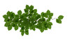 © Elsha - Verdant leafy branch a natures embrace against the void