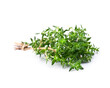 © margo555 - Thyme herbs on white backgrounds. Fragrans spice