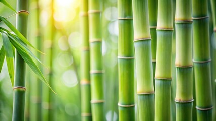 Aufkleber - Lush Green Bamboo Forest A Tranquil Scene of Nature's Serenity and Vibrant Growth