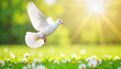 © Valeriy - White dove taking flight above daisies in sunlight, symbol of peace