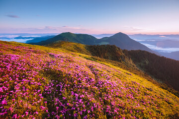 Aufkleber - Magical rhododendron flowers on mountain slopes in pink shades. Carpathian mountains, Ukraine. Photo wallpapers.