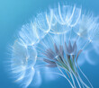 © Miss V - dandelion on blue background