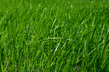 Wall Mural - abstract natural plant background: green grass with a blurred background with the glare of the sun. 