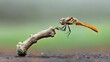 © Jamal - Vibrant Dragonfly on Twig Nature Macro Photography