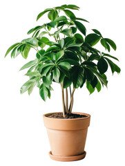 Wall Mural - png umbrella plant houseplant leaves leaf.
