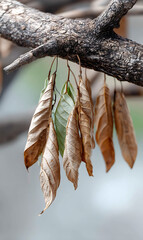 Poster - Dry leaves hanging beautifully from a branch displaying nature's transition and texture : Generative AI