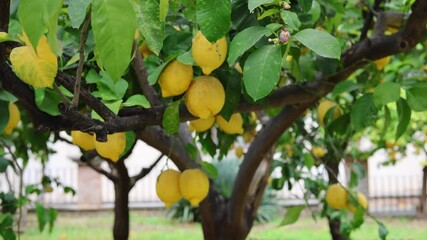 closeup of lemon tree branch with fruits