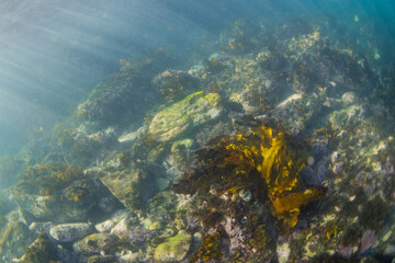Wall Mural - beautiful kelp seaweed and coral reef underwater.