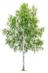 Wall Mural - png real birch tree background isolated white.