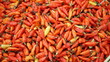 © isannoer - Indonesia, Banda Aceh, May 2, 2025, newly harvested devil chili