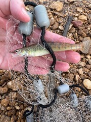 Tiny baby fish in net and hand 