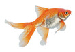 © Rawpixel.com - PNG Shubunkin Goldfish goldfish splash water.