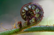 © Austockphoto - Close up of a fern curl on a green branch