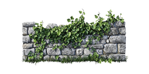 Wall Mural - stone wall with lush green ivy vines. nature and architecture blend in outdoor setting isolated on t