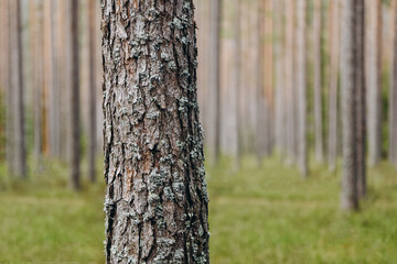 brown pine tree trunk, bark with bluish northern moss, beautiful pattern, texture, nature, forest in